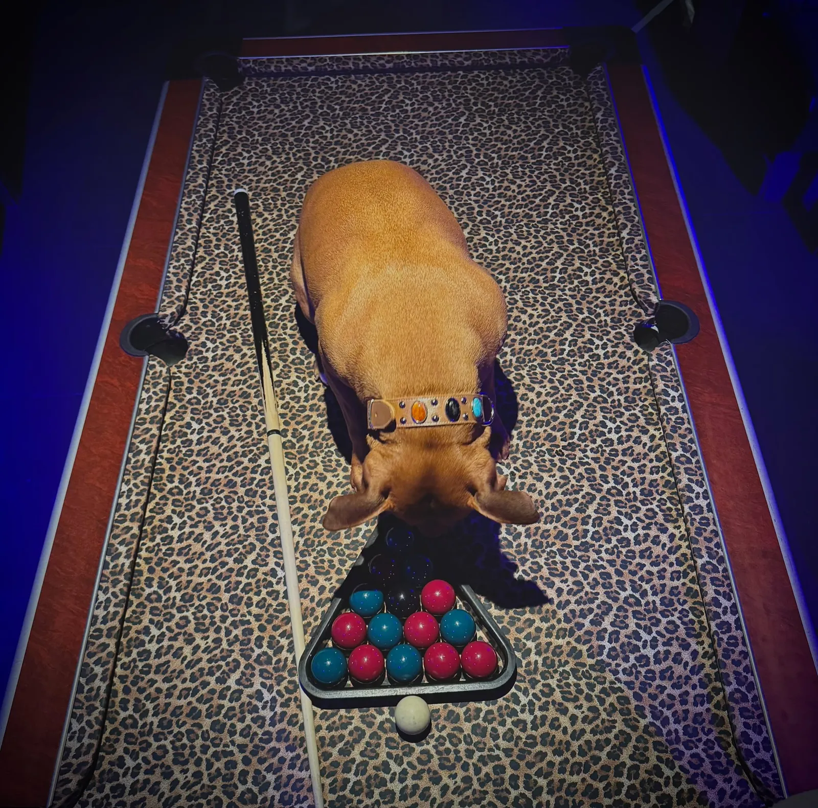Un chien de la maison qui surveille le billard