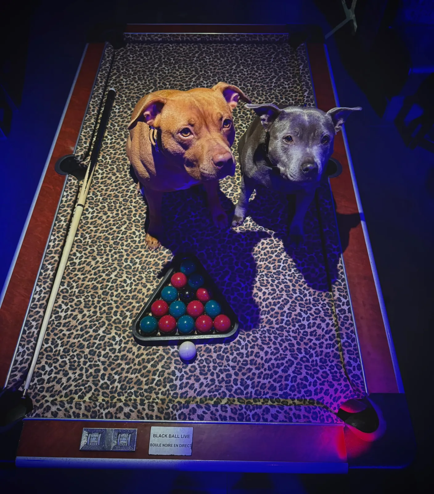 Les deux chiens du Barrel assis sur le billard au tapis léopard
